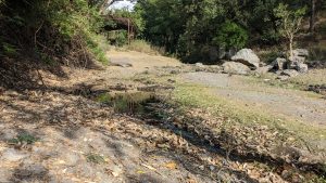 Sattal natural studio-this is basically a very small stream inside the Sattal estate (belongs to forest dept) where birds come to drink and take bath early morning and evening. This is on the Sukha tal's lake bed. The path to this stream from the main road itself a super hotspot and is very productive.