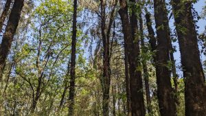 Mighty tall trees (mostly oaks, deodars and birches) making a picturesque scenes throughout the trail.