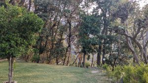 Garden in front of Bajoon homestay with the oak trees!