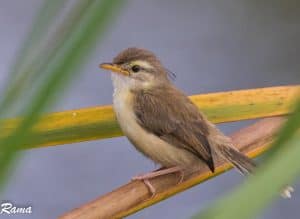 Plain Prinia-juvenile