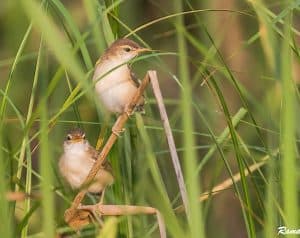 Plain Prinia-fledglings