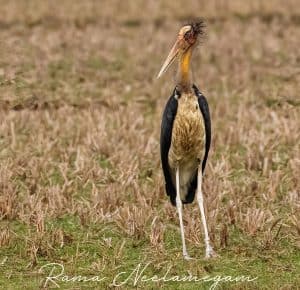 Lesser adjutant