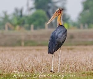 The breeding plumage of a Lesser adjutant with a reddish face and orange neck