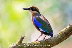 Mangrove Pitta from Bhitarkanika National Park, Odisha