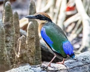 Mangrove Pitta amidst Mangroves which is its habitat