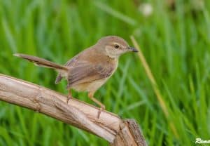 Plain Prinia- subadult