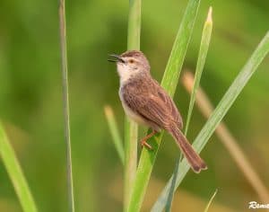 Plain prinia in its habitat-the reed bed