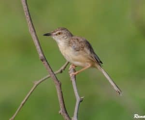 Plain Prinia