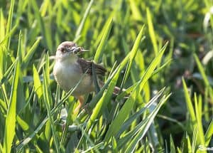 Plain Prinia with its snack