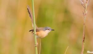 Ashy Prinia -Non breeding Plumage from Northern India. These are subspecies P. s. stewartii