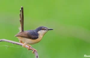 Ashy Prinia non breeding plumage from Southern India (Chennai)