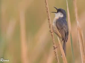 Ashy Prinia-breeding plumage 