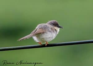 Grey bellied Prinia from W Ghats ( Valparai, Tamil Nadu)