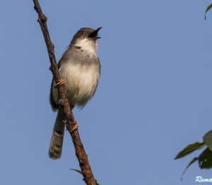 A grey breasted prinia from E Ghats (Vellore, Tamil Nadu) displaying the  grey breast band which gives its name.