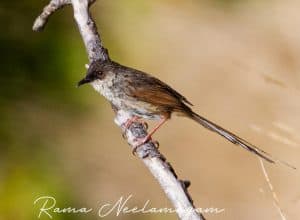 Himalayan Prinia from Pangot, Uttarakhand