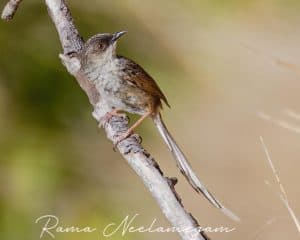 Front view of the Himalayan Prinia from Pangot Uttarkhand