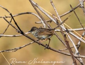 One more side view of the Himalayan Prinia from Pangot Uttarkhand