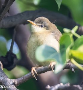 Fledgling Ashy prinia