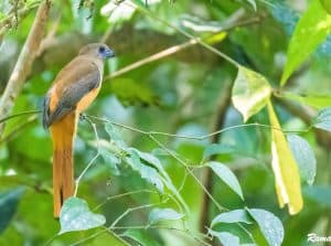 Female Malabar trogon