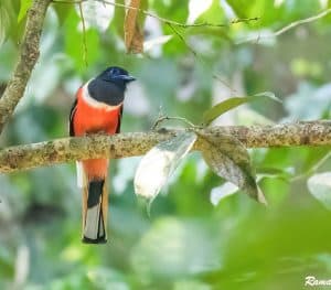 Male Malabar Trogon