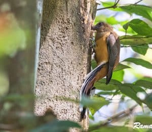 A Female Malabar trogon building a nest cavity. Note the striped feather pattern which gives its binomial name faciatus.